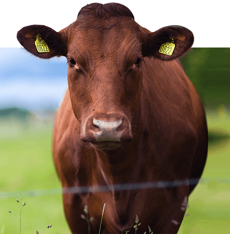 livestock-supplement-blm