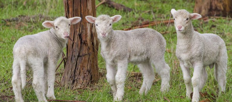 3 Healthy Merino Lambs