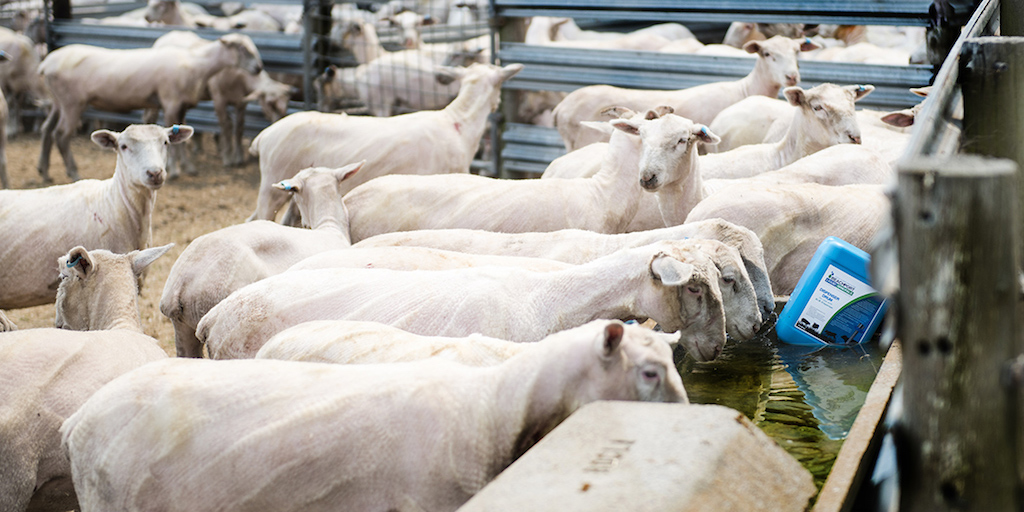 Merino lambs drinking BLM treated water