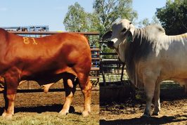 Top and Second Top Priced Bulls at Fitzroy Crossing Annual Bull Sale 2016