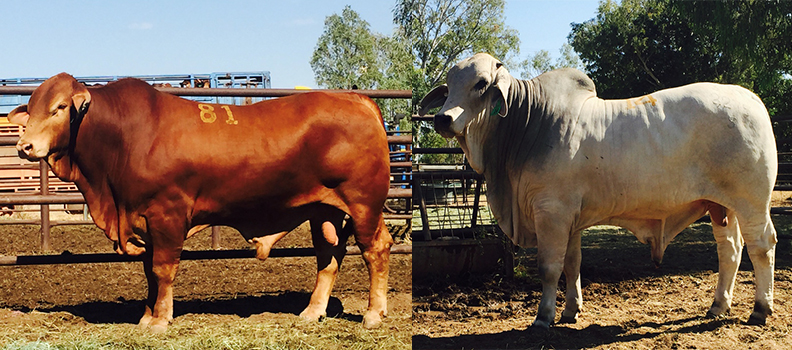 Top and Second Top Priced Bulls at Fitzroy Crossing Annual Bull Sale 2016