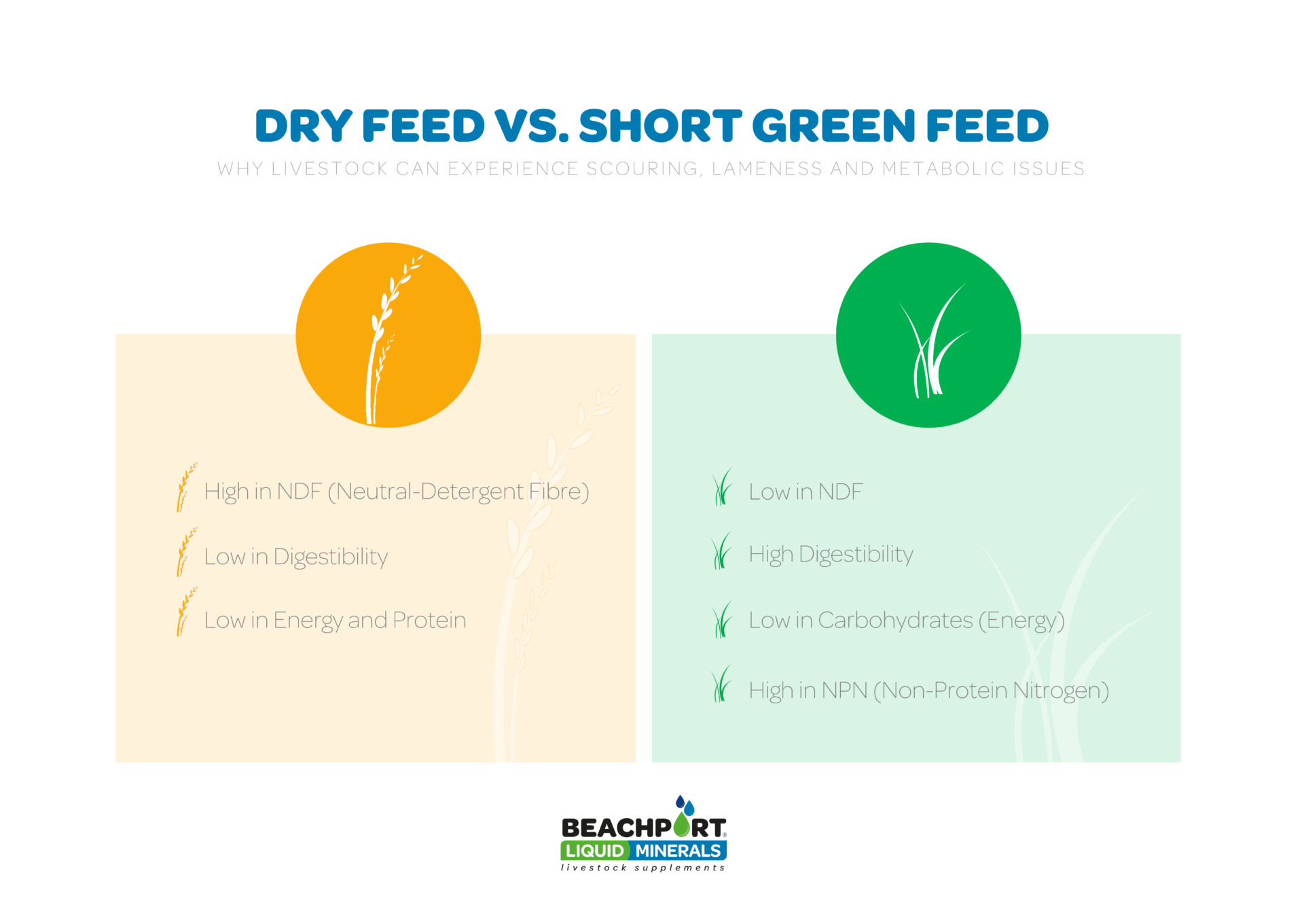 Dry Feed Vs. Short Green Feed