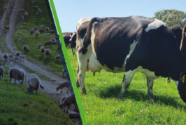 Beachport Liquid Minerals // Rumen Protection = Sustainability & Better Feed Conversion