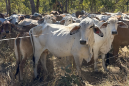 White Brahman cattle in the Northern Territory